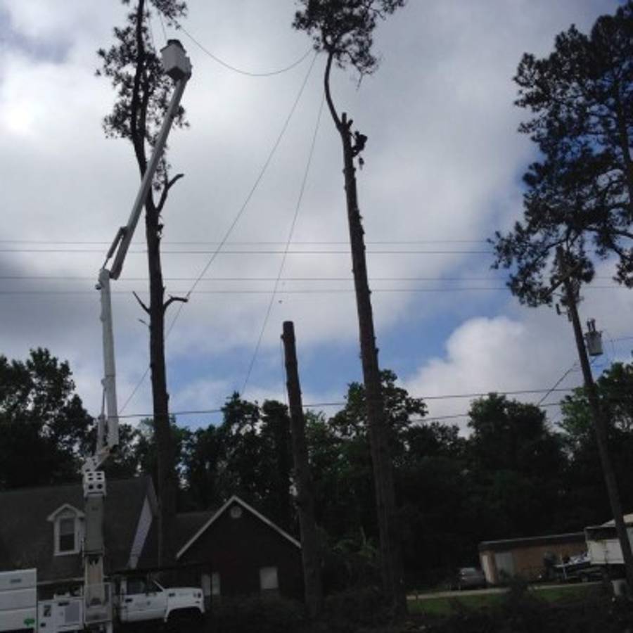 Hondureños ponen en alto nombre de su patria con su trabajo