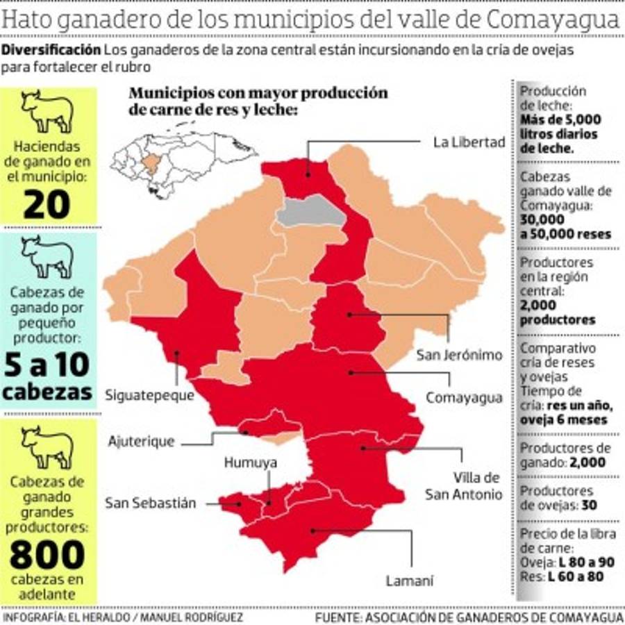 Ganaderos de Comayagua se dedican a críar ovejas