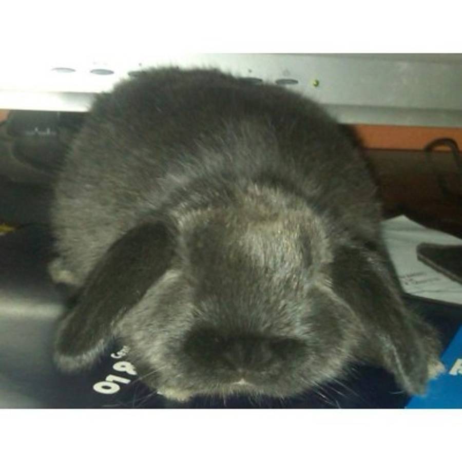 Lo que debe saber de los conejos