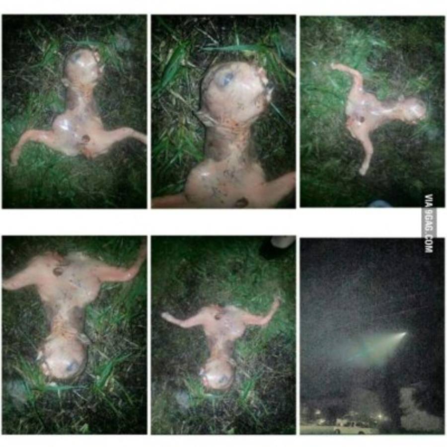 Halla extraña criatura en su patio