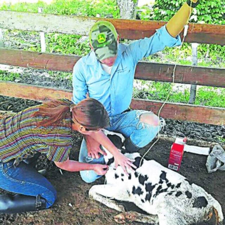 Veterinarios hondureños con vocación a servir a la comunidad