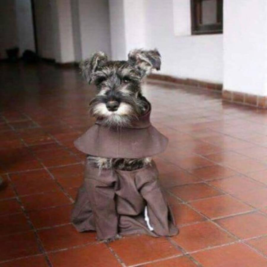 Conoce a 'Fray Bigotón', el perro franciscano de Bolivia