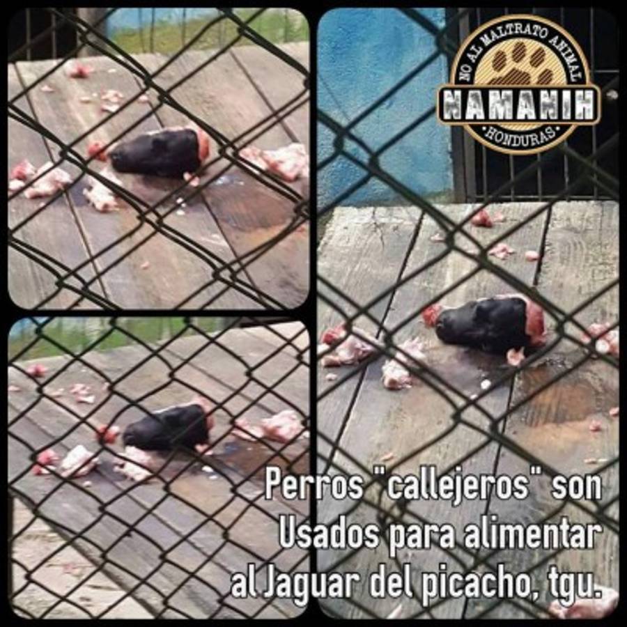 Zoológico desmiente uso de perros para alimentar jaguar