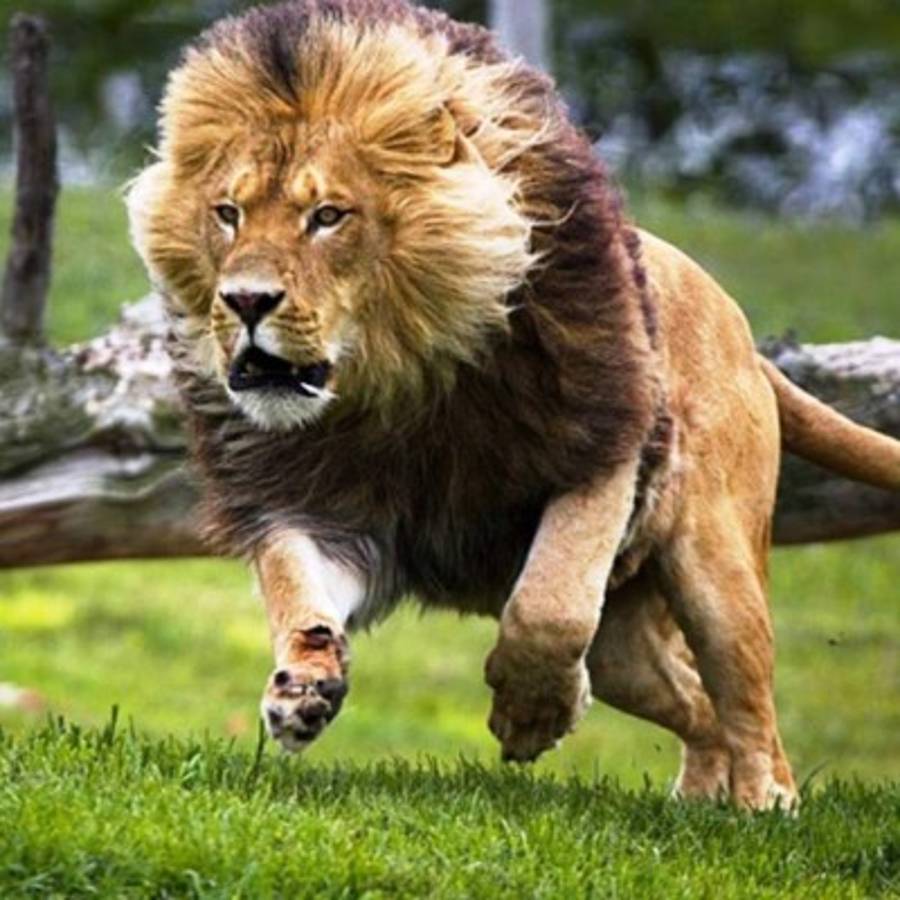 Un león mata a turista de EEUU en parque sudafricano