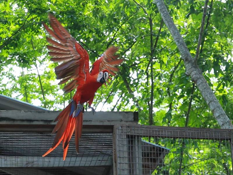 El presidente Nasry Asfura participó en la liberación de 12 guacamayas rojas durante el Guacamaya Fest, celebrado en Macaw Mountain, Copán.