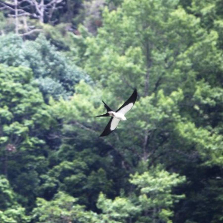 Panacoma, la joya forestal del departamento de Comayagua