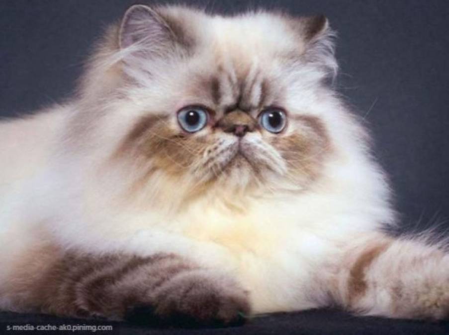 El top 10 de los gatos más bellos del mundo   