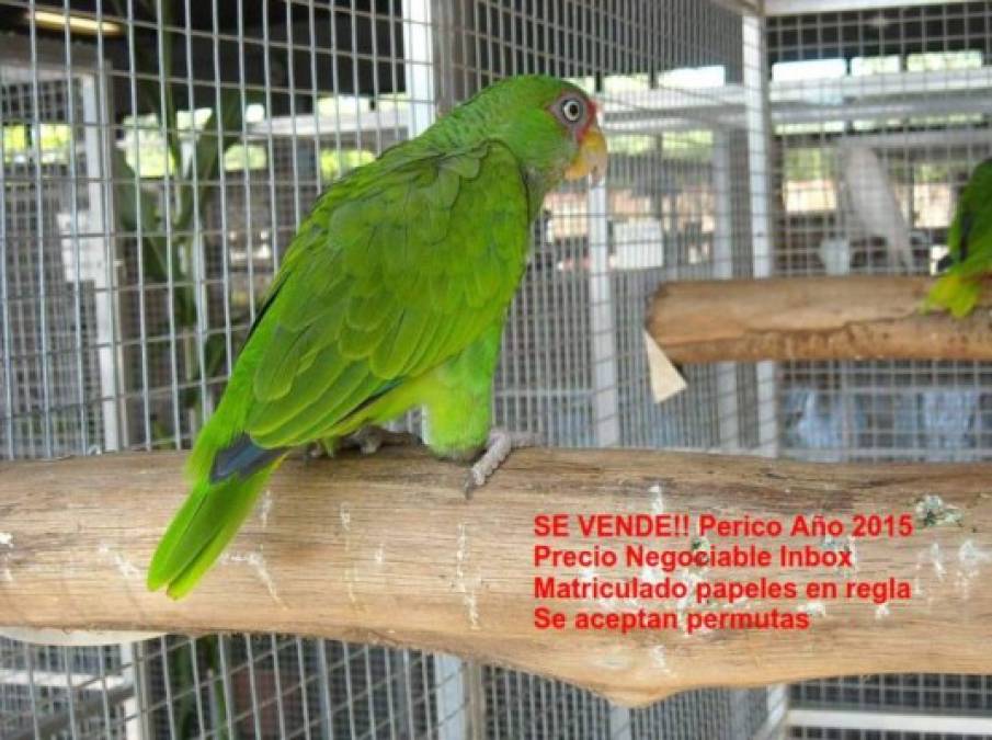 Los divertidos memes que generó el registro de aves silvestres en Honduras
