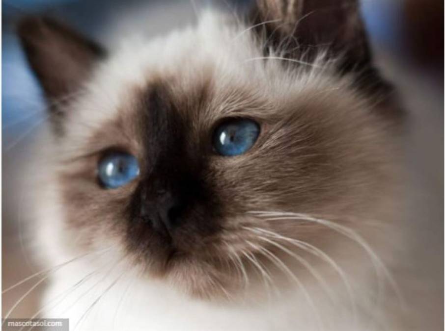 El top 10 de los gatos más bellos del mundo   
