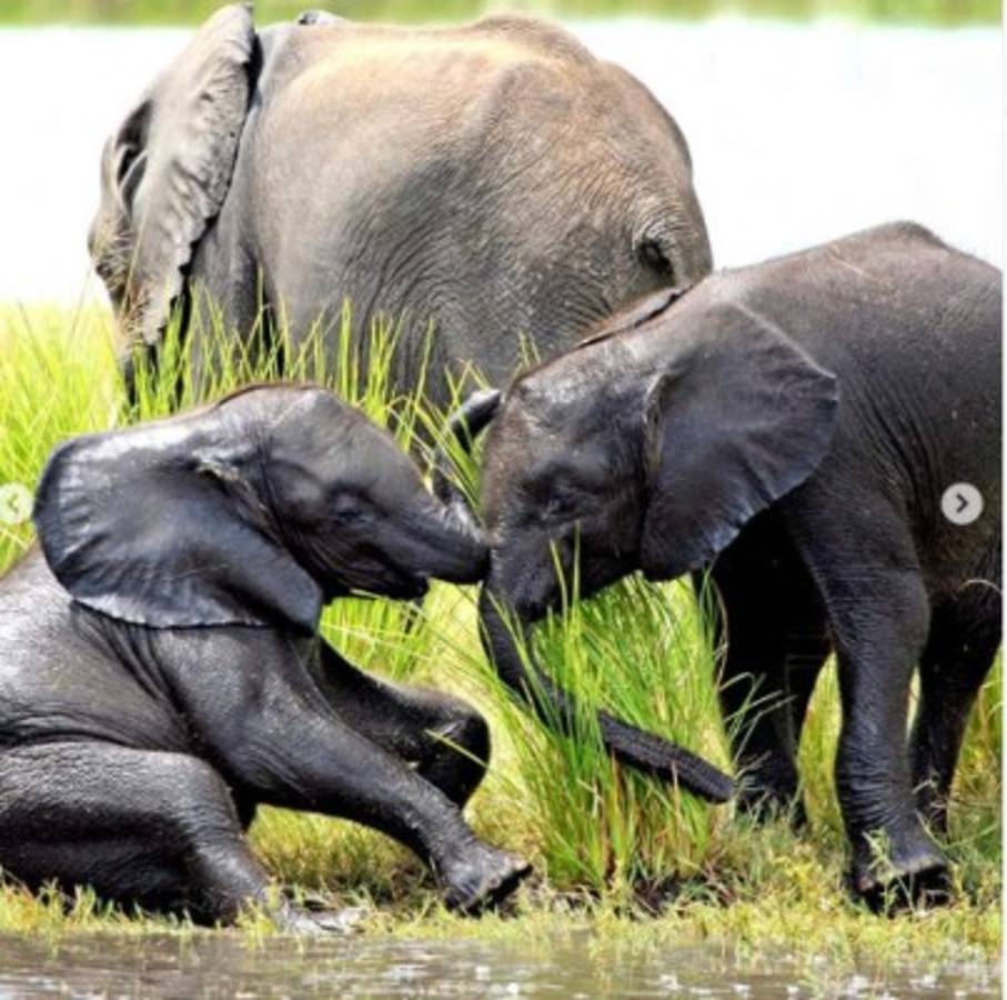 Meghan y Harry comparten fotografías inéditas de viaje a África