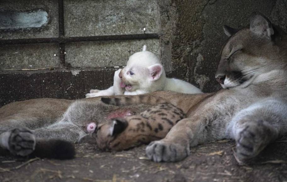 Un puma albino, una cebra de puntos y una jirafa sin manchas: las raras mutaciones registradas en los últimos años