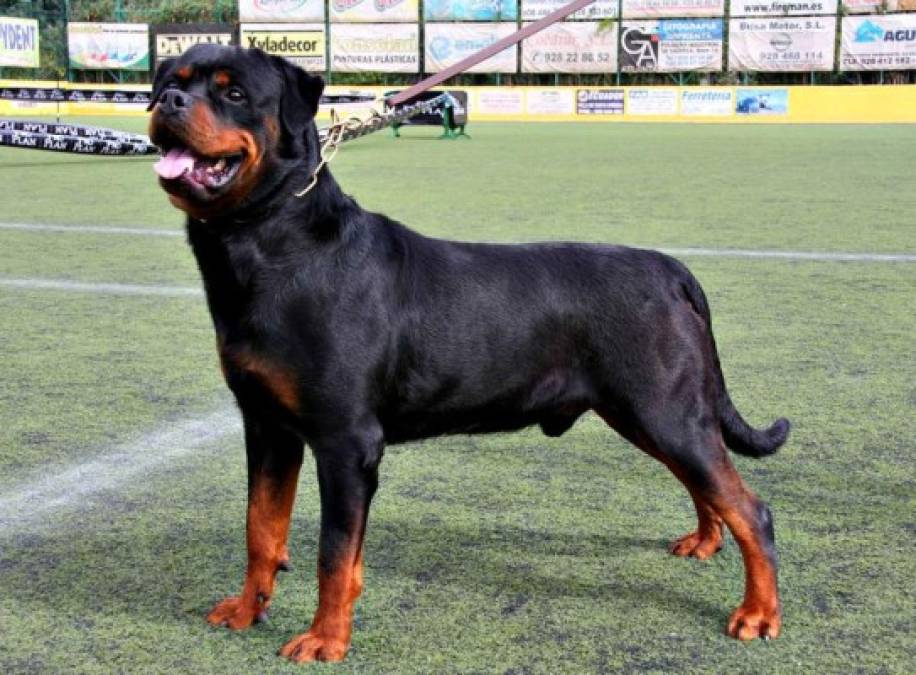 Las 10 razas de perros más caras del mundo