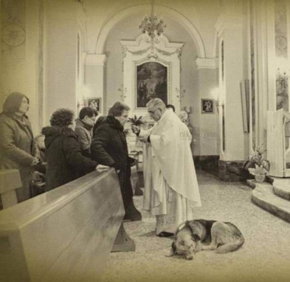 Ciccio, el perro que esperaba en la iglesia a su dueña fallecida