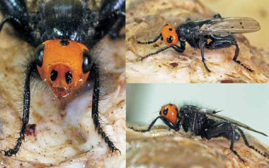 Moscas carnívoras: Todo lo que debes saber sobre este insecto que se creía extinto