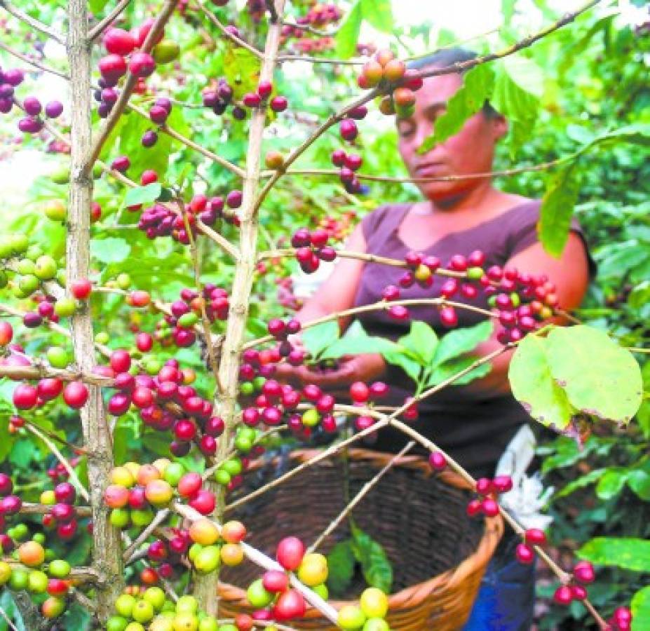 Honduras: Café generó $793.7 millones por exportaciones