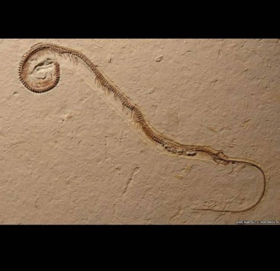 Serpiente de cuatro patas