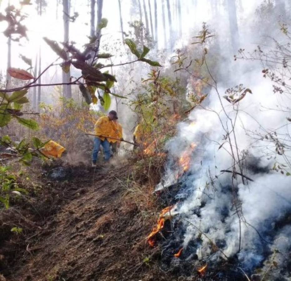 Incendio de 30 horas consume 90 hectáreas de bosque en Valle de Ángeles