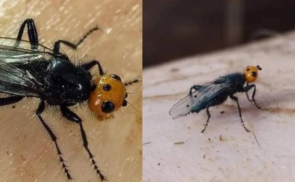 Moscas carnívoras: Todo lo que debes saber sobre este insecto que se creía extinto