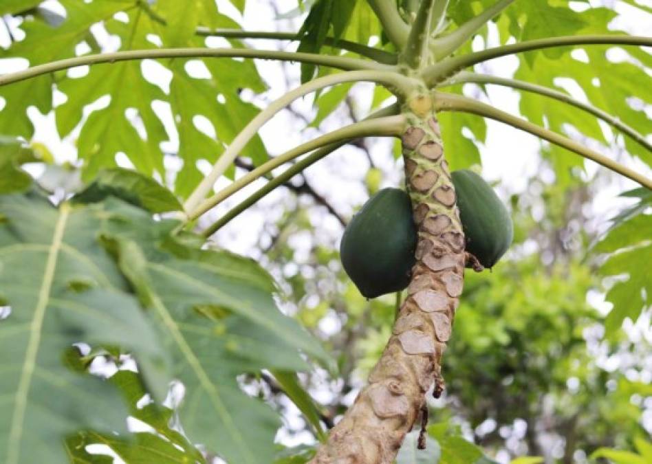 20 beneficios de la papaya y la importancia de incluirla en tu dieta