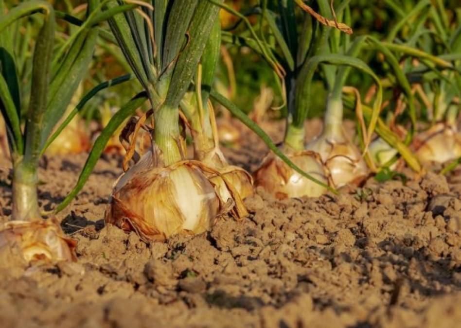 Cebolla: todos los beneficios para la salud que no está aprovechando