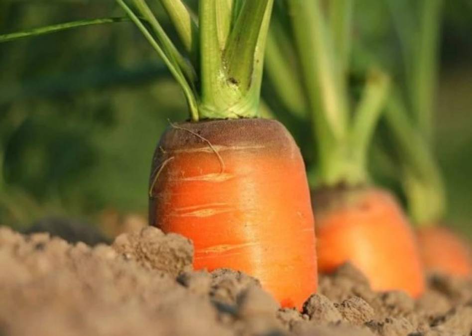 Los 15 beneficios de la zanahoria que no conocías