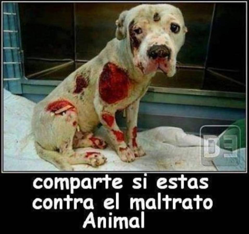 Las mejores imágenes contra el maltrato animal