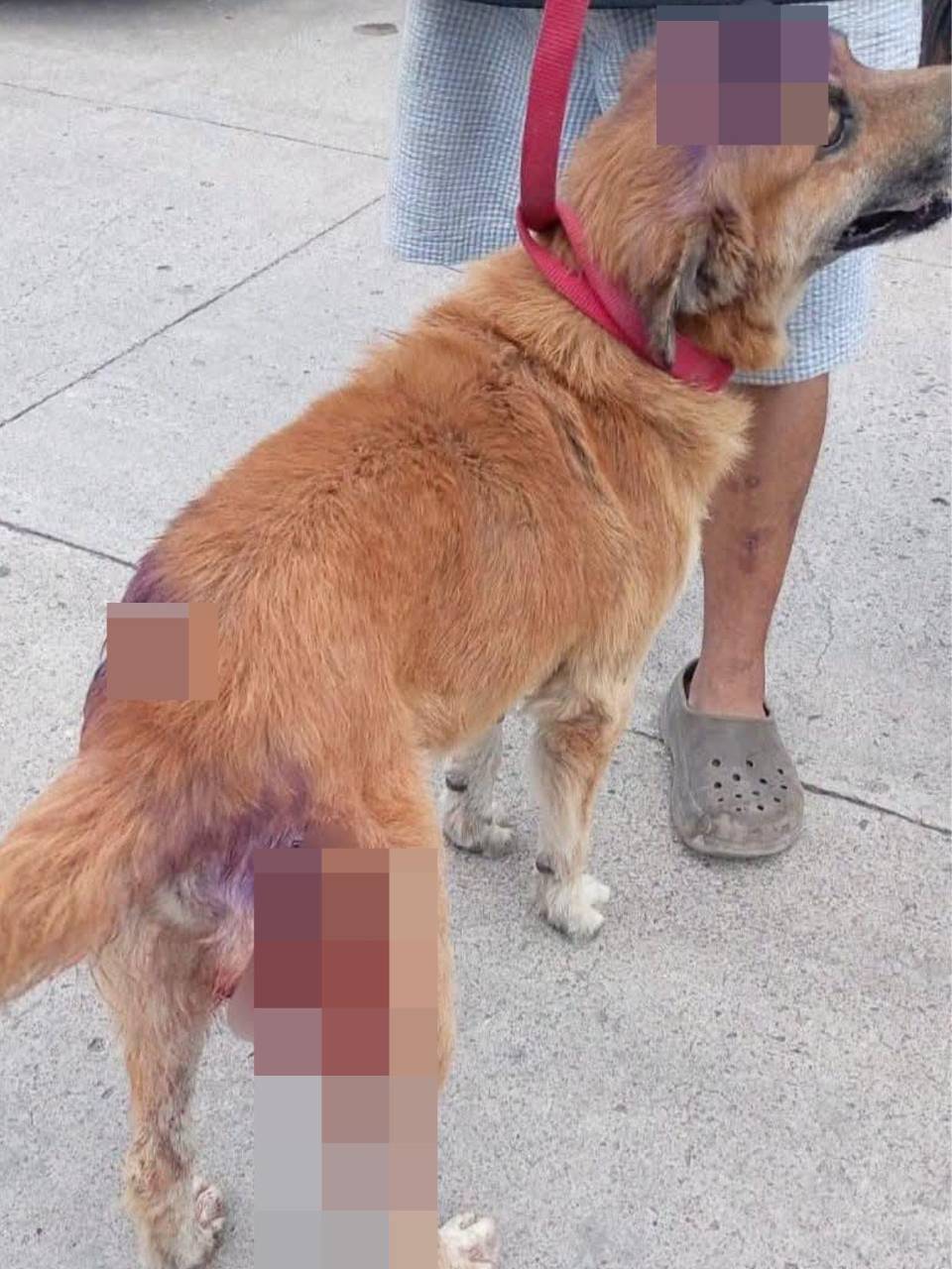 El perro se habría enfrascado en una pelea con la mascota del hombre, el cual optó por atacarlo machetazos.