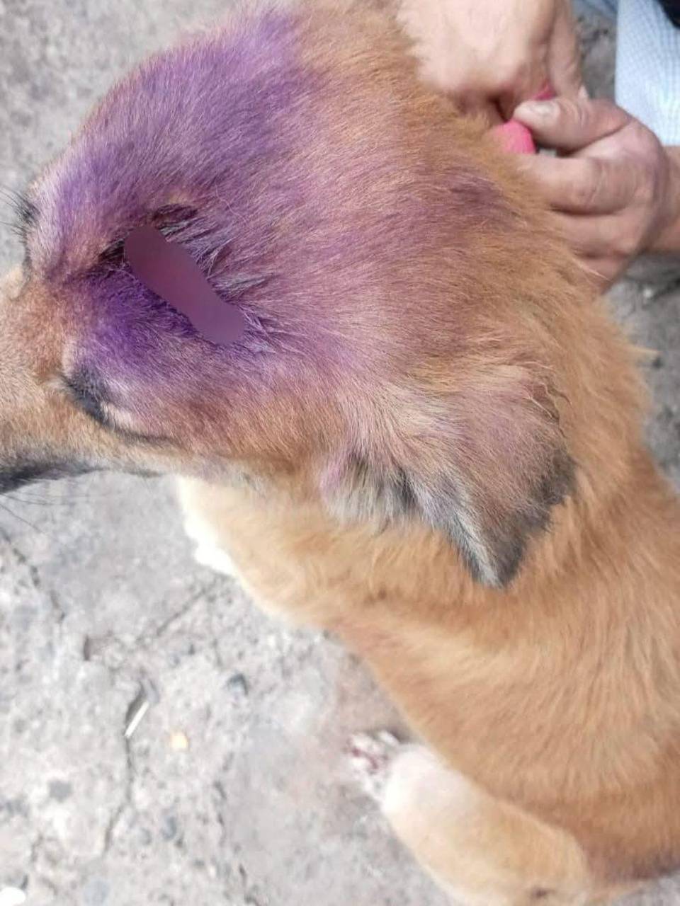 El canino de 11 años sufrió graves lesiones en su cráneo y muslos, hecho repudiado por varios pobladores.