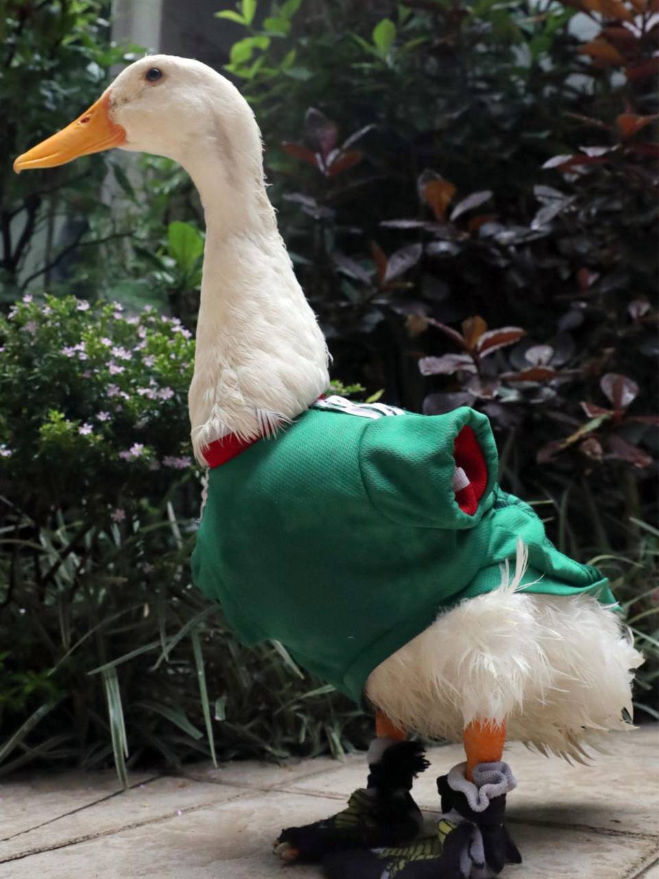 La familia del Pato Merlín ha recibido cuantiosas ofertas por su viral mascota.