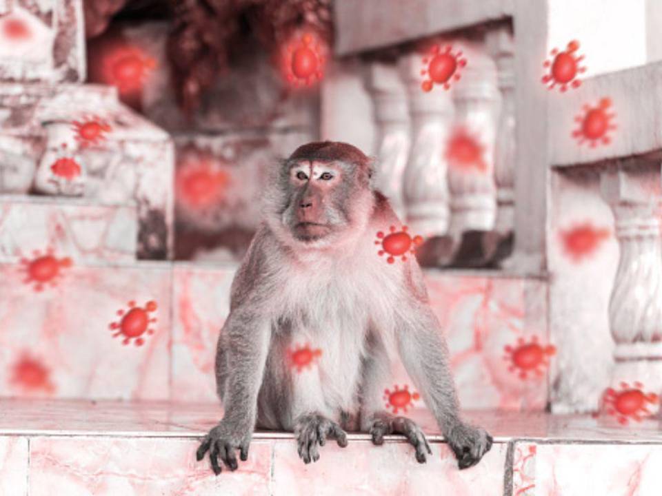 La viruela del mono mantiene en alerta al mundo entero luego de varios reportes de casos en diversos países.