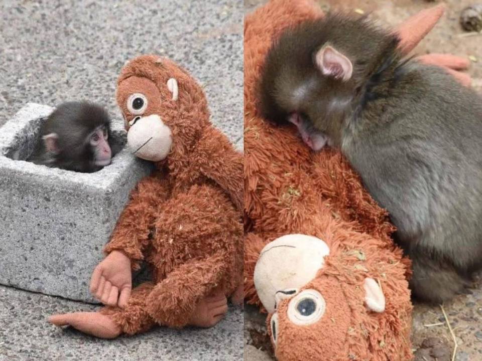 Imagina abrir los ojos por primera vez y que el mundo, en lugar de brazos cálidos, te reciba con distancia. Así comenzó la vida de Punch, un pequeño mono que nació en julio de 2025 en el Zoológico de Ichikawa, al este de Japón.