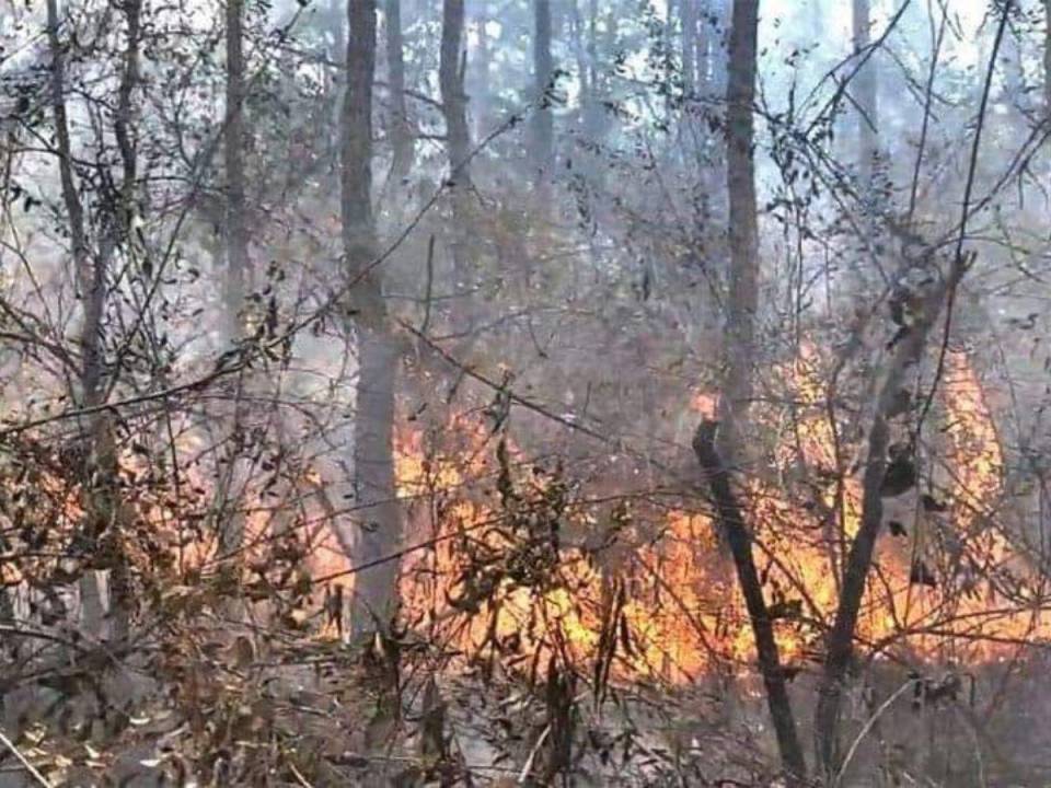 Las investigaciones de las autoridades del Instituto de Conservación Forestal (ICF) han identificado que el 79% de incendios forestales son provocados por el humano.