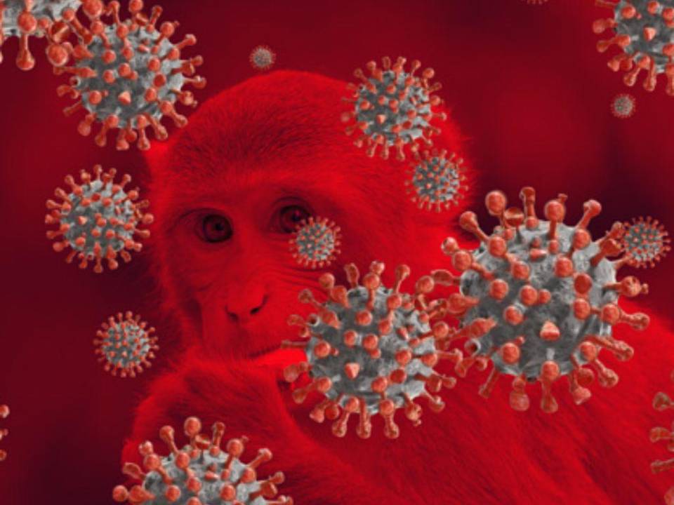 ¿Cuáles son las diferencias entre la viruela del mono y el covid-19?