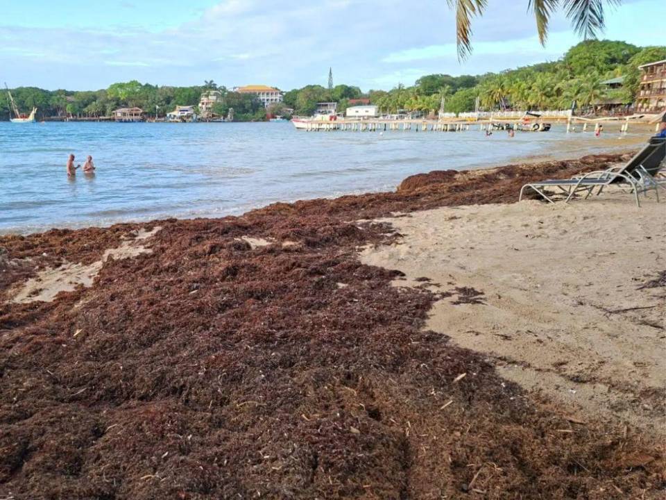 La cantidad de sargazo que llegó a las playas de Isla de la Bahía fue limpiado, sin embargo, este fenómeno golpea al Caribe desde hace 15 años (desde 2011).