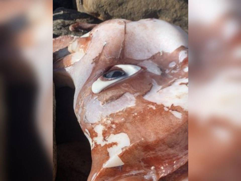 Este descomunal calamar posee un solo ojo que tiene 27 centímetros de grande.