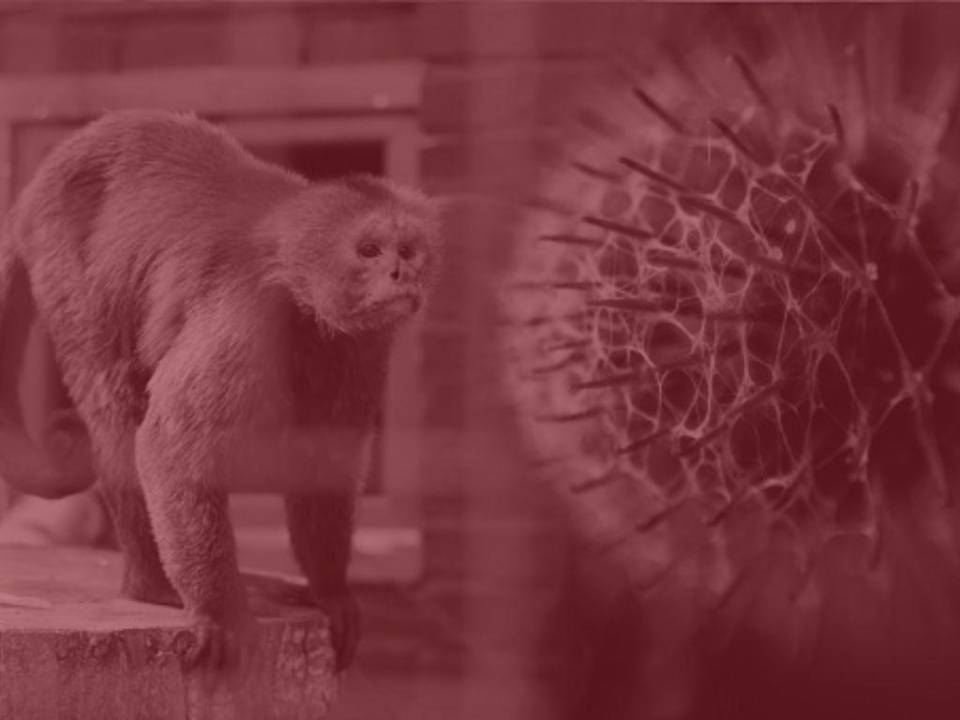 ¿Qué factores llevaron a la viruela del mono a convertirse en una emergencia internacional?