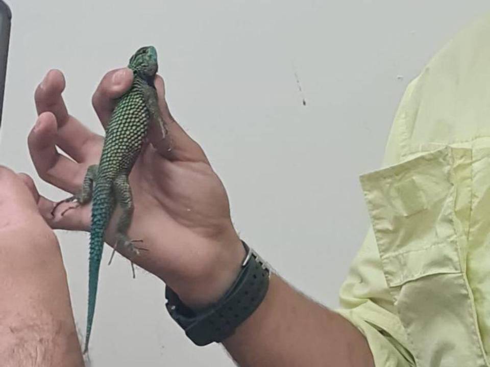Tamagases, corales y lagartijas: los reptiles incautados a contrabandista en la frontera en Pavana, Choluteca