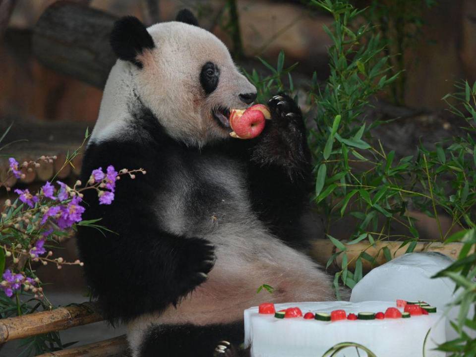 Hace millones de años, los pandas cambiaron la dieta omnívora y rica en proteínas de sus antepasados por el bambú, pobre en nutrientes, disponible todo el año en el sur de China.