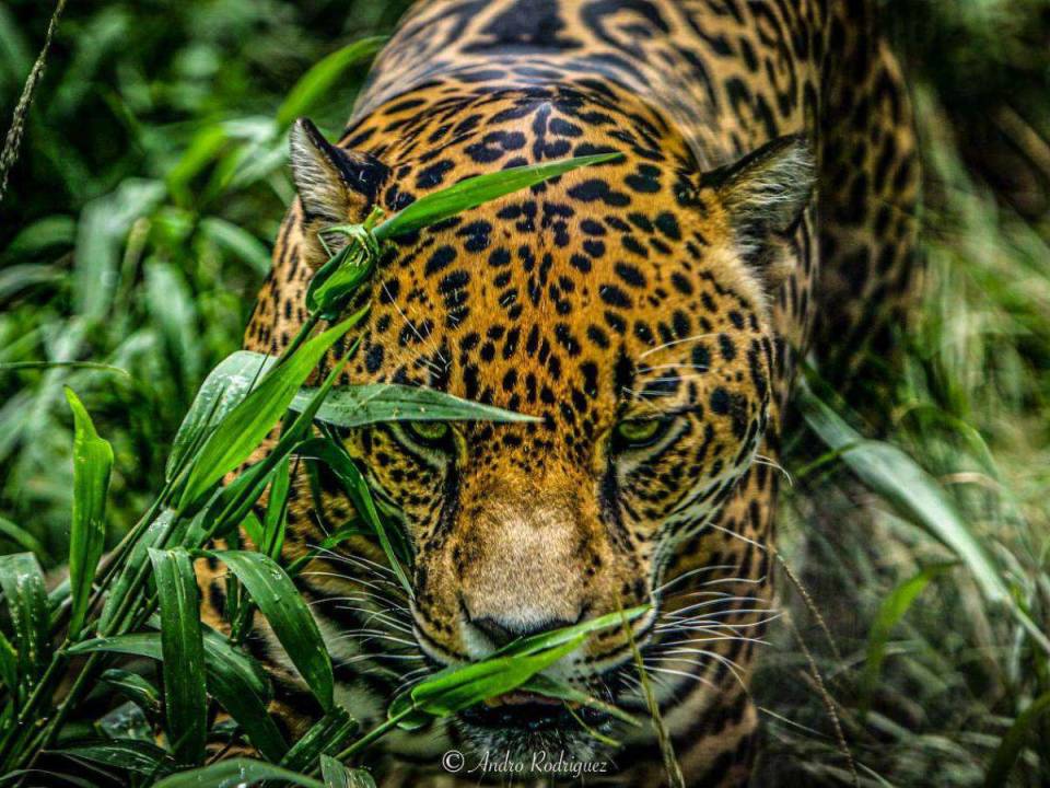 El estanque en el recinto de Micho el Jaguar fue remodelado para mejorar la estancia del jaguar juguetón que disfruta de la presencia de todos los visitantes del zoológico.
