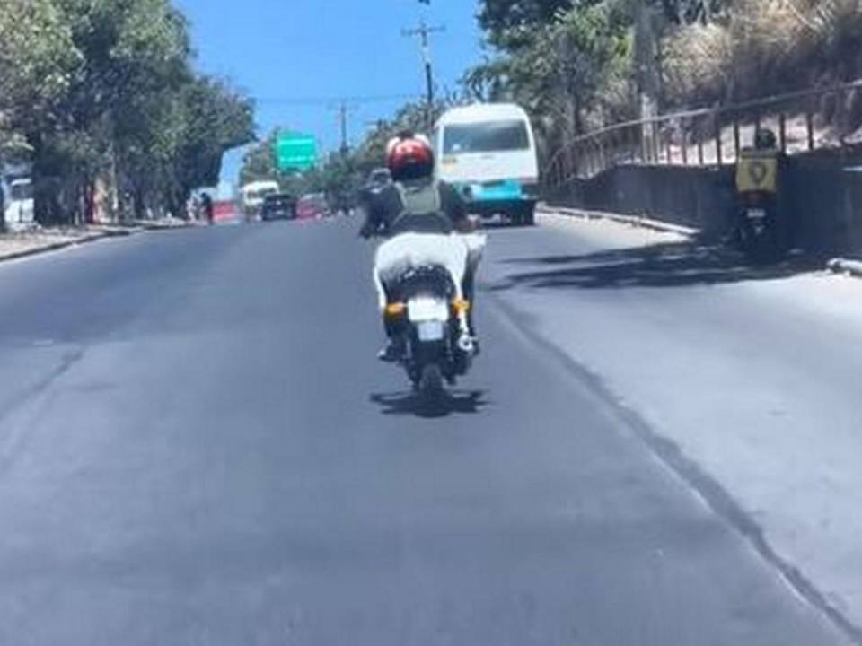 Perro viaja tranquilamente a bordo de una motocicleta