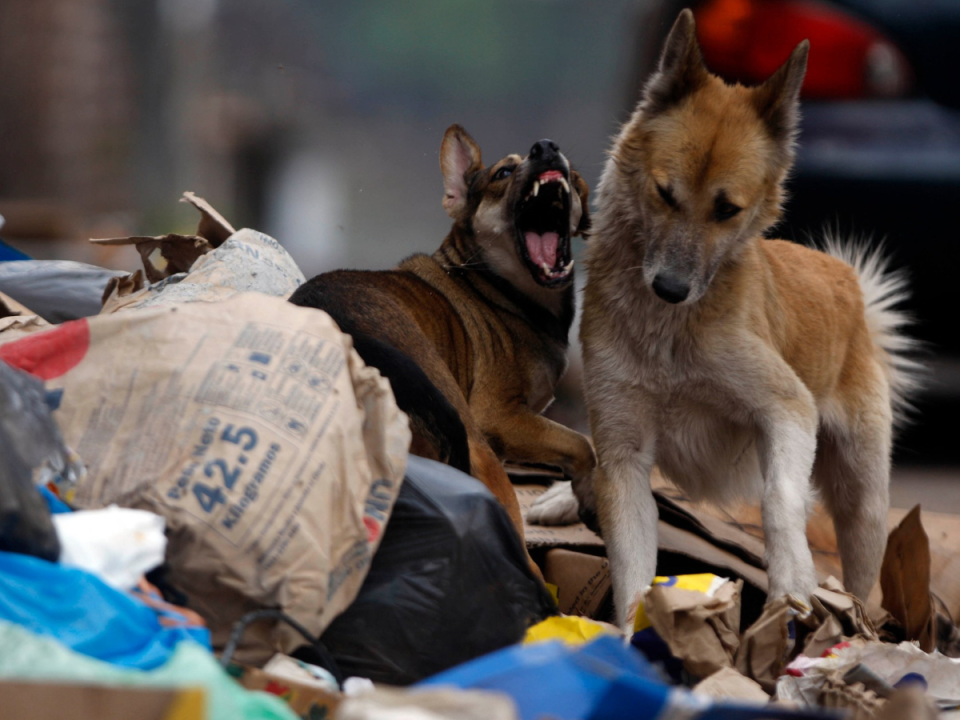 Un 90% de las incidencias son atendidas tratando de resarcir los daños por ataques de los caninos. Los perros de la calle también atacan a las personas.