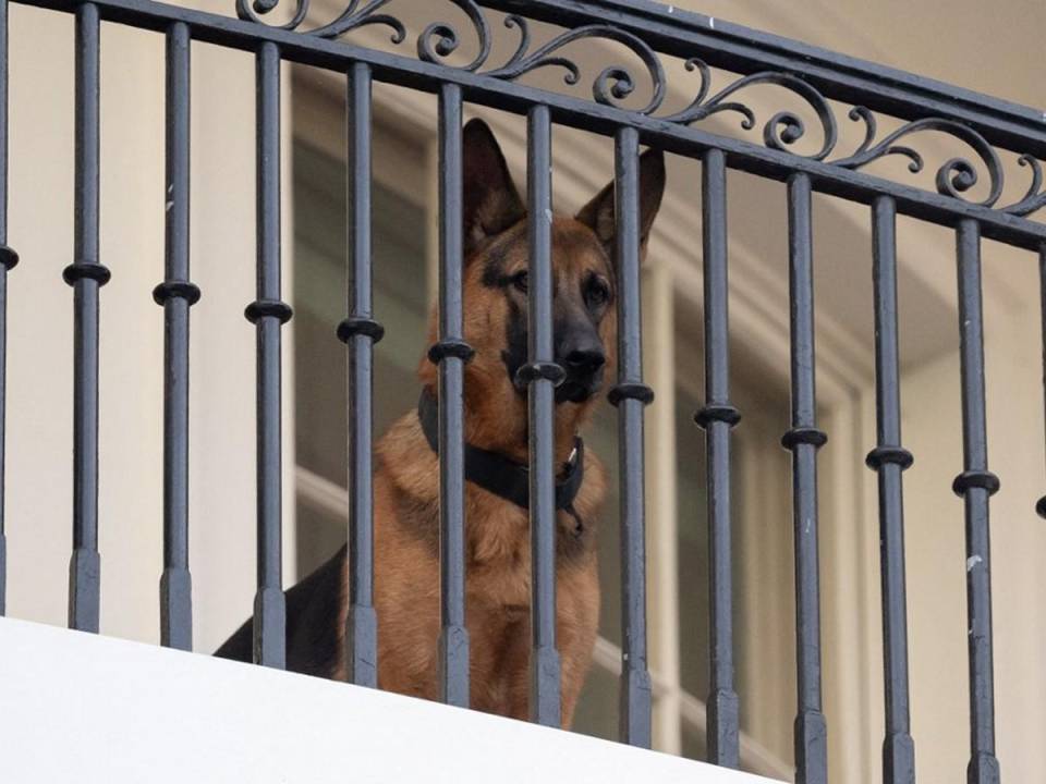El jueves, los medios estadounidenses reportaron que el pastor alemán, que llegó a la Casa Blanca en 2021 cuando era un cachorro, estaba implicado en más episodios de mordidas que los conocidos hasta ahora.