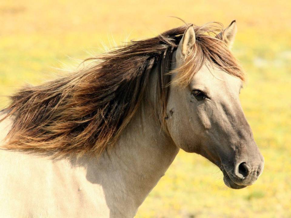 Imagen ilustrativa de un caballo.