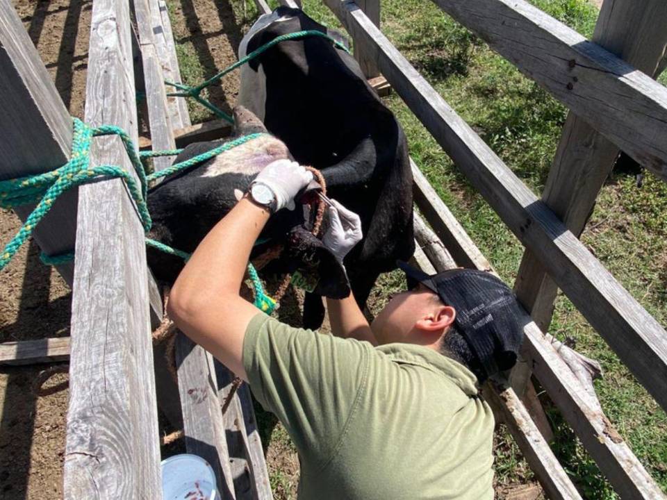 El gusano barrenador se ha extendido por todo el país en menos de un año. Islas de la Bahía es el departamento con menos casos, según datos oficiales. Se habla de un subregistro de animales afectados.