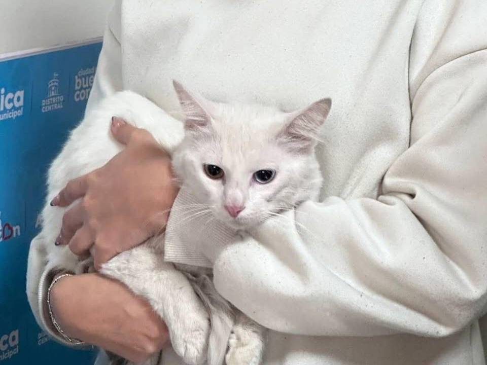 Los capitalinos que necesiten las atenciones de la veterinaria municipal pueden solicitarlo en las instalaciones de la AMDC o de la veterinaria municipal.