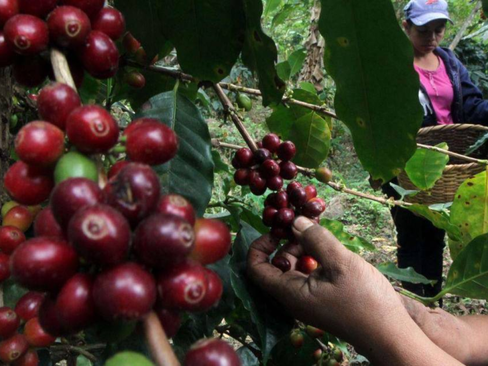 El precio internacional del café vuelve a sobrepasar los $200 por quintal