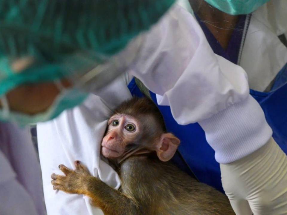 Viruela del mono: lo que se sabe acerca de una posible vacuna