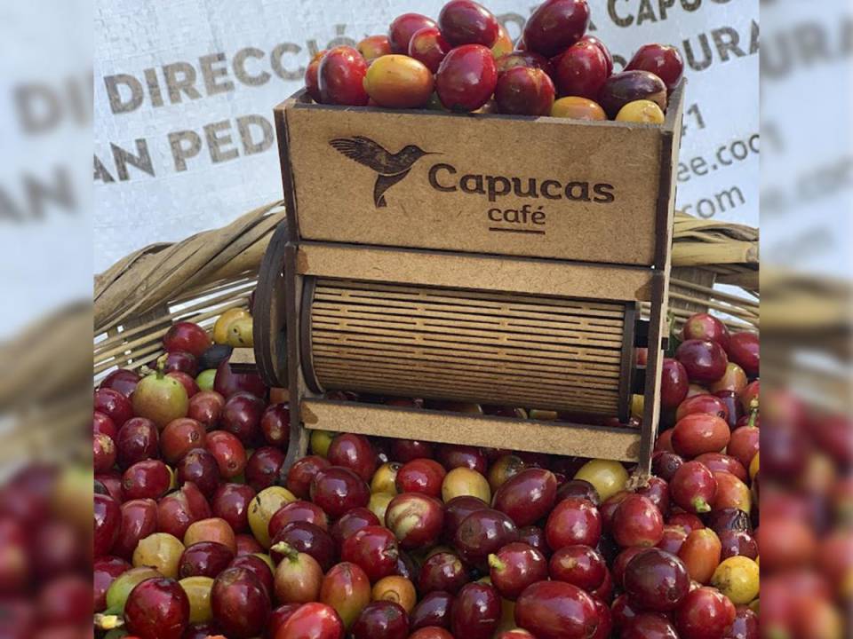 Galardonada por su compromiso con la sostenibilidad, la Finca Capucas cultiva más de 10 variedades de café en un entorno natural único.