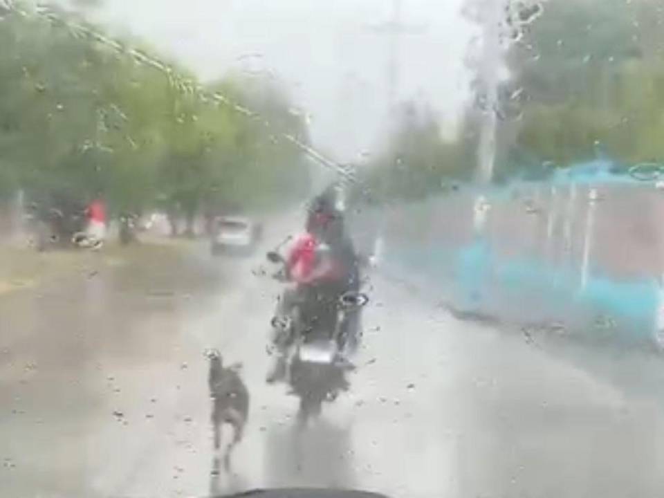 Esta es una captura de pantalla tomada del video donde quedó captado el maltrato al cachorro.