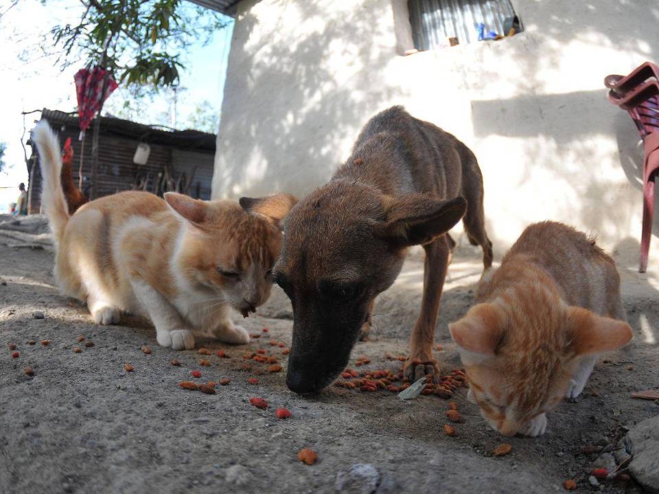 Los perros y gatos también recibieron alimentos en el Corredor Seco.